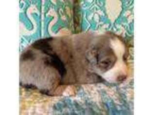Miniature Australian Shepherd Puppy for sale in Port Saint Lucie, FL, USA