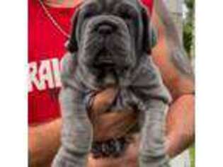 Neapolitan Mastiff Puppy for sale in Bokeelia, FL, USA