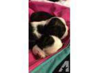 Boston Terrier Puppy for sale in KENT, WA, USA