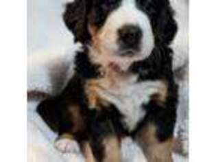 Bernese Mountain Dog Puppy for sale in Richwood, OH, USA
