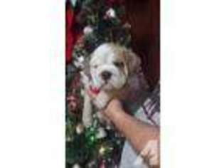 Bulldog Puppy for sale in ALLIANCE, OH, USA