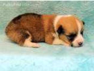 Pembroke Welsh Corgi Puppy for sale in Harrington, DE, USA