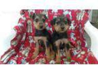 Airedale Terrier Puppy for sale in Springfield, MO, USA