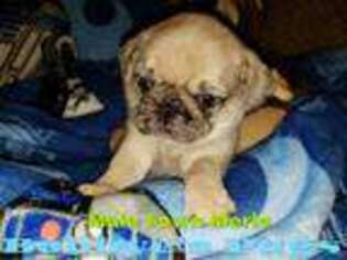 Pug Puppy for sale in Lindstrom, MN, USA
