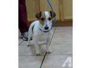 Jack Russell Terrier Puppy for sale in CITY OF INDUSTRY, CA, USA