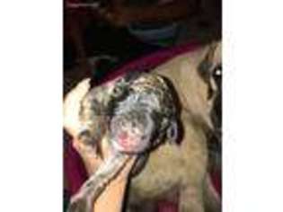 Mastiff Puppy for sale in Milwaukee, WI, USA