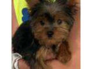 Yorkshire Terrier Puppy for sale in Colony, KS, USA