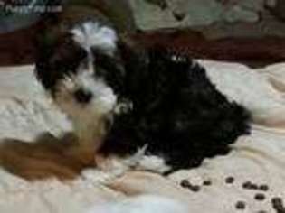 Havanese Puppy for sale in Appleton, WI, USA
