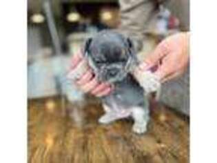 French Bulldog Puppy for sale in Stow, OH, USA