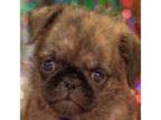 Pug Puppy for sale in Safford, AZ, USA