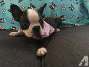 Boston Terrier Puppy for sale in PALMDALE, CA, USA