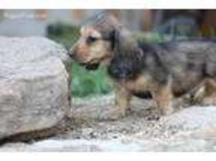 Dachshund Puppy for sale in Lyerly, GA, USA