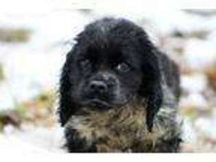 Cocker Spaniel Puppy for sale in Perry, KS, USA
