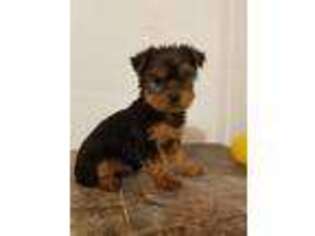 Yorkshire Terrier Puppy for sale in Salley, SC, USA