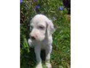 English Setter Puppy for sale in Morrice, MI, USA