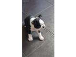 Boston Terrier Puppy for sale in Brecksville, OH, USA