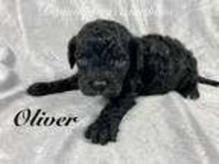 Cavapoo Puppy for sale in Marysville, CA, USA