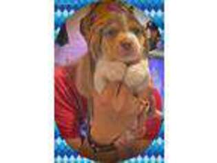Beagle Puppy for sale in Mcminnville, OR, USA