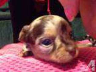 Chihuahua Puppy for sale in MARSEILLES, IL, USA