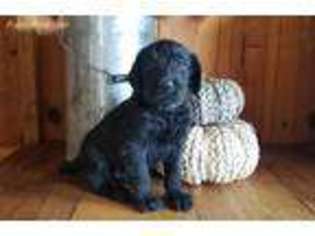 Labradoodle Puppy for sale in Cloudcroft, NM, USA