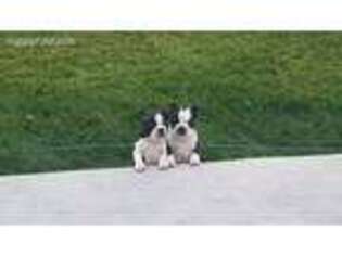 Boston Terrier Puppy for sale in Heyburn, ID, USA