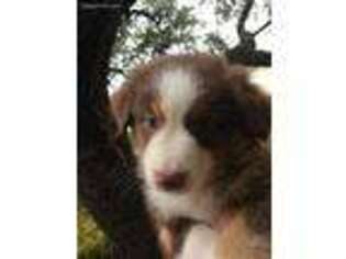 Australian Shepherd Puppy for sale in Killeen, TX, USA