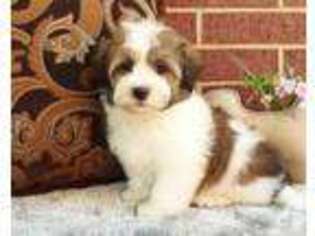 Havanese Puppy for sale in TOMBALL, TX, USA