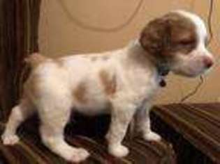 Brittany Puppy for sale in VAN ALSTYNE, TX, USA