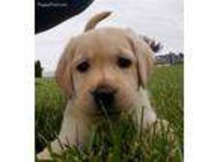 Labrador Retriever Puppy for sale in Chambersburg, PA, USA
