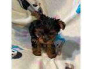 Yorkshire Terrier Puppy for sale in Lake City, FL, USA