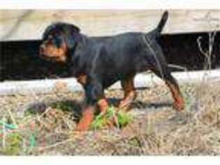 Rottweiler Puppy for sale in North Platte, NE, USA