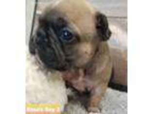 French Bulldog Puppy for sale in Winlock, WA, USA