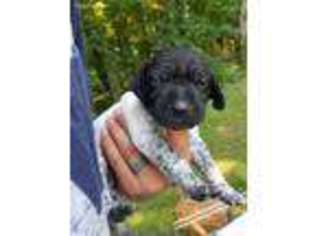 German Shorthaired Pointer Puppy for sale in Schenectady, NY, USA