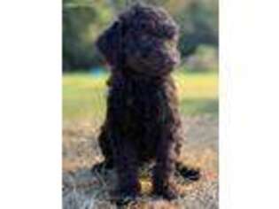 Labradoodle Puppy for sale in Sawyer, OK, USA