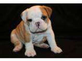 Bulldog Puppy for sale in Crescent City, CA, USA