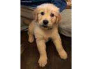Golden Retriever Puppy for sale in Hinsdale, IL, USA