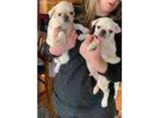 Pug Puppy for sale in Manchester, TN, USA