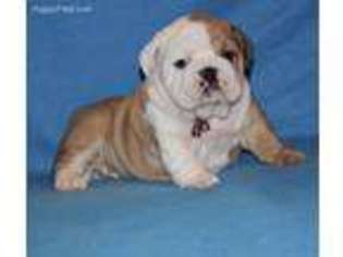 Bulldog Puppy for sale in Orlando, FL, USA