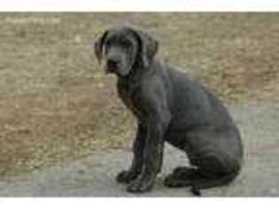 Great Dane Puppy for sale in Argyle, WI, USA