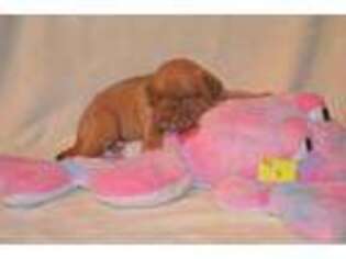 American Bull Dogue De Bordeaux Puppy for sale in Plain Dealing, LA, USA
