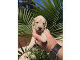 Goldendoodle Puppy for sale in London, KY, USA
