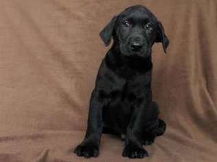 Labrador Retriever Puppy for sale in Dalzell, SC, USA