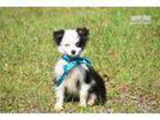 Australian Shepherd Puppy for sale in Dothan, AL, USA
