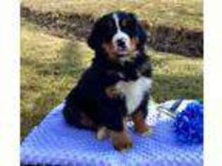 Bernese Mountain Dog Puppy for sale in Leola, PA, USA