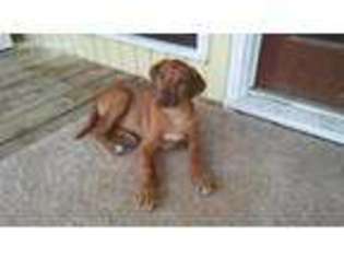 Rhodesian Ridgeback Puppy for sale in Waleska, GA, USA