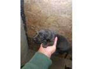 Labrador Retriever Puppy for sale in Lindsay, CA, USA