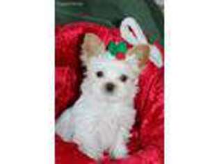 Biewer Terrier Puppy for sale in Port Angeles, WA, USA