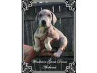 Great Dane Puppy for sale in Bland, MO, USA