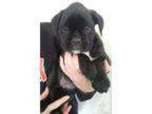 Boxer Puppy for sale in KENT, WA, USA