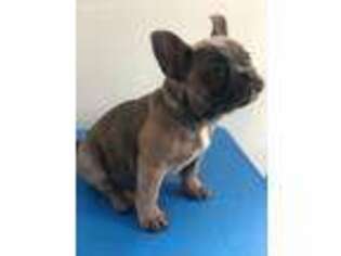Medium Photo #1 French Bulldog Puppy For Sale in Unknown, USA